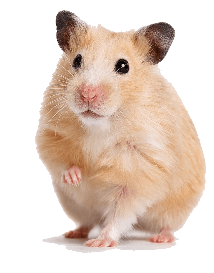 Gerbil sticker