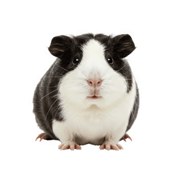 Cartoon guinea pig sticker