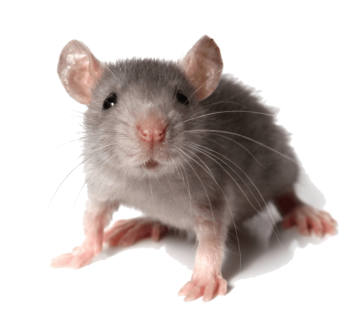 Watercolour mouse sticker